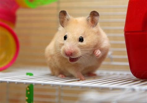 How do I know my hamsters emotions?