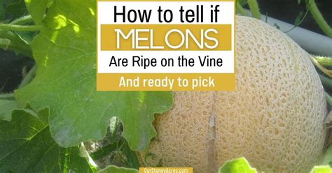 How do I know when my melon is ready?