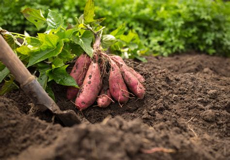 How do I know when my sweet potatoes are ready to harvest?