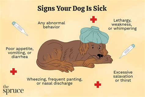 How do I make my dog feel better when sick?