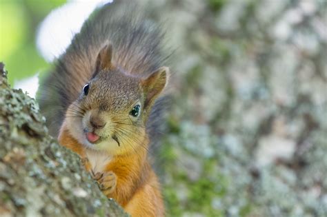 How do I make my pet squirrel happy?