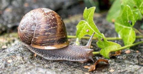 How do I make my plants snail free?