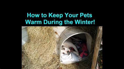 How do I make sure my dog is warm at night?