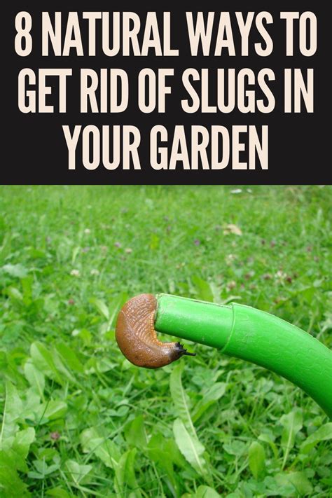 How do I permanently get rid of slugs?