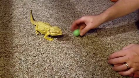 How do I play with my bearded dragon?