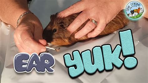 How do I prevent ear mites in my guinea pig?