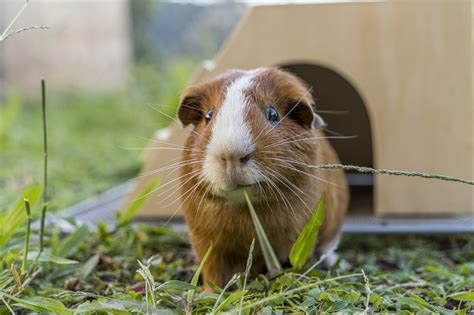 How do I protect my guinea pigs from mites?