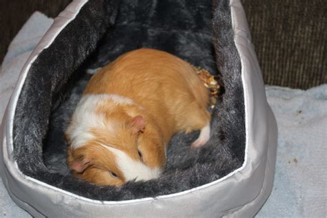 How do I put my guinea pig to sleep?