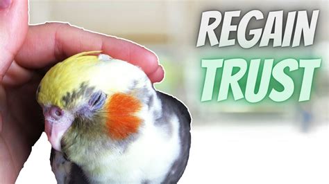 How do I regain my bird's trust?