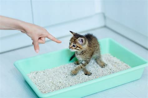 How do I retrain my cat to use the litter box after a UTI?