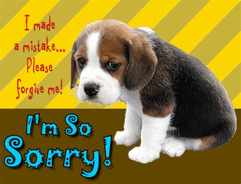 How do I say sorry to my dog?