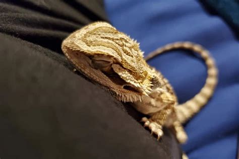 How do I show my bearded dragon I love them?