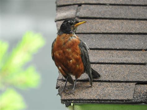 How do I stop Robin from attacking my window?