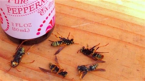 How do I stop being scared of wasps?