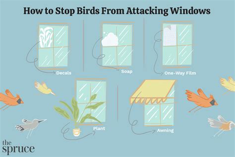 How do I stop birds from attacking me?
