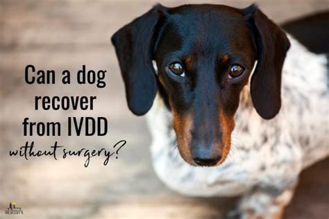 How do I stop my Dachshund from getting IVDD?