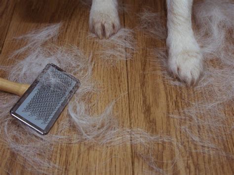 How do I stop my animal fur rug from shedding?