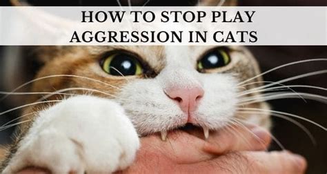 How do I stop my cat from being dominant aggressive?