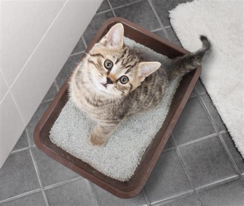 How do I stop my cat from defecating outside the litter box?