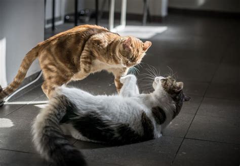 How do I stop my cat from fighting other cats?