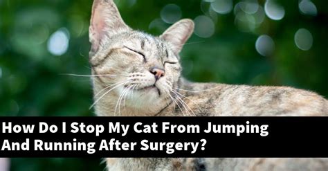 How do I stop my cat from jumping after surgery?