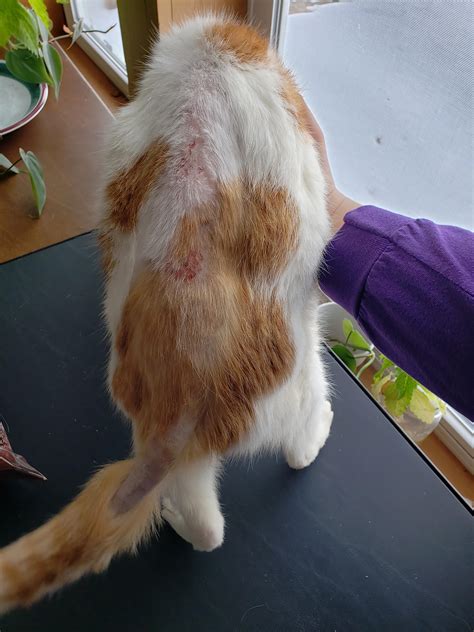 How do I stop my cat from pulling his hair out?