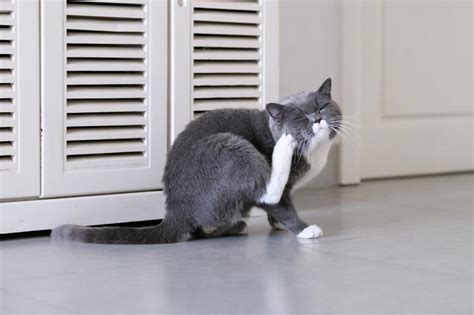 How do I stop my cat from scratching itself raw?