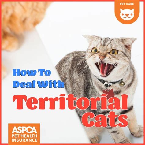 How do I stop my cat from territorial aggression?