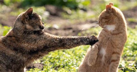 How do I stop my cats from fighting outside?