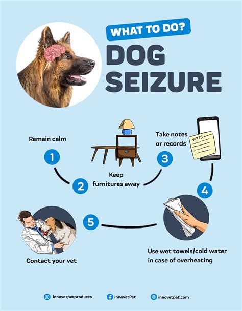 How do I stop my dogs seizures?