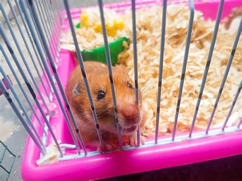 How do I stop my hamster cage from smelling?