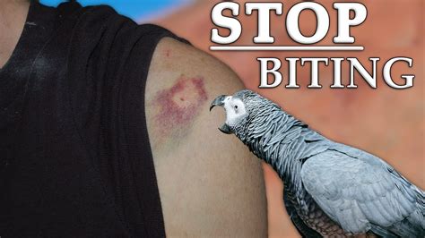 How do I stop my parrot from biting me?
