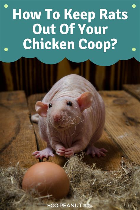 How do I stop rats from stealing my chicken eggs?