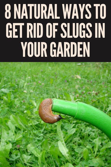 How do I stop slugs eating my plants?