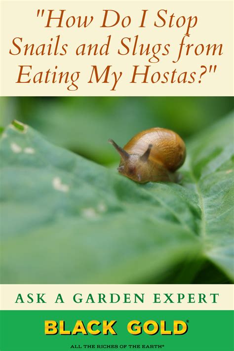 How do I stop snails eating my plants?