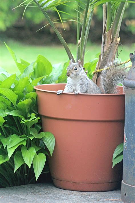 How do I stop squirrels from digging in flower pots?