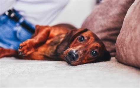 How do I strengthen my Dachshund back legs?