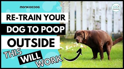 How do I train my dog to pee outside?