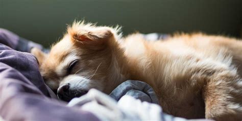 How do I train my dog to sleep alone?