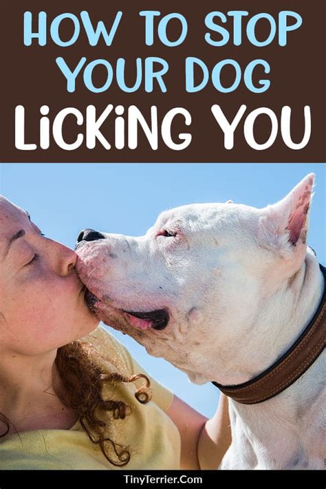 How do I train my dog to stop licking me?