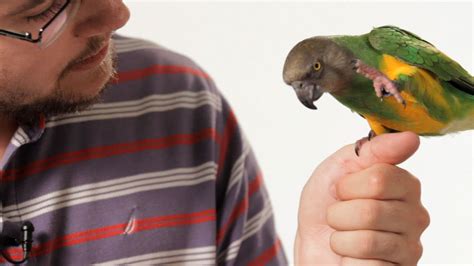 How do I train my parrot to be friendly?