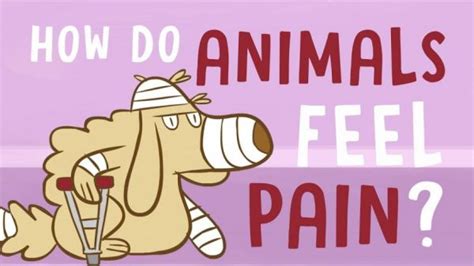 How do animals react to pain?