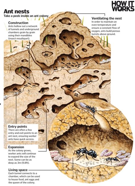 How do ants get back to the colony?