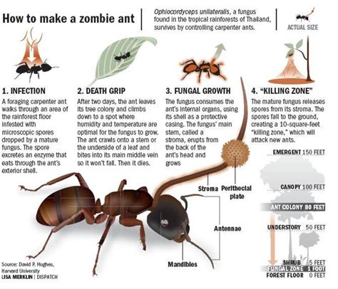 How do ants know they are dead?