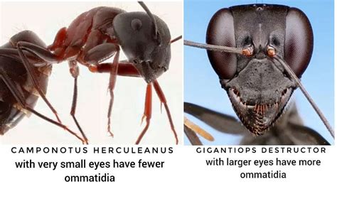 How do ants view humans?
