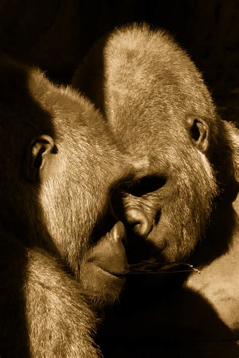 How do apes show affection?