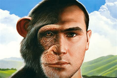 How do apes view humans?