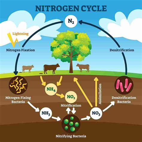 How do bacteria fix nitrogen in the soil?
