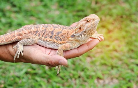 How do bearded dragons like to be held?