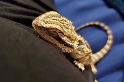 How do bearded dragons show they love you?